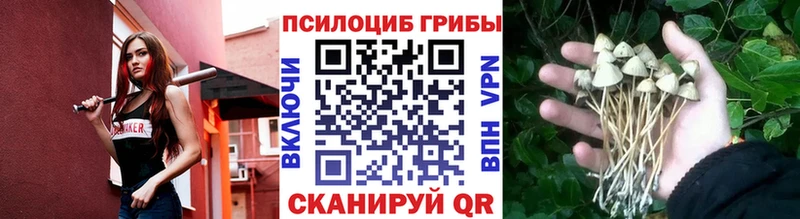 мега сайт  Сурск  Псилоцибиновые грибы Cubensis  как найти закладки 